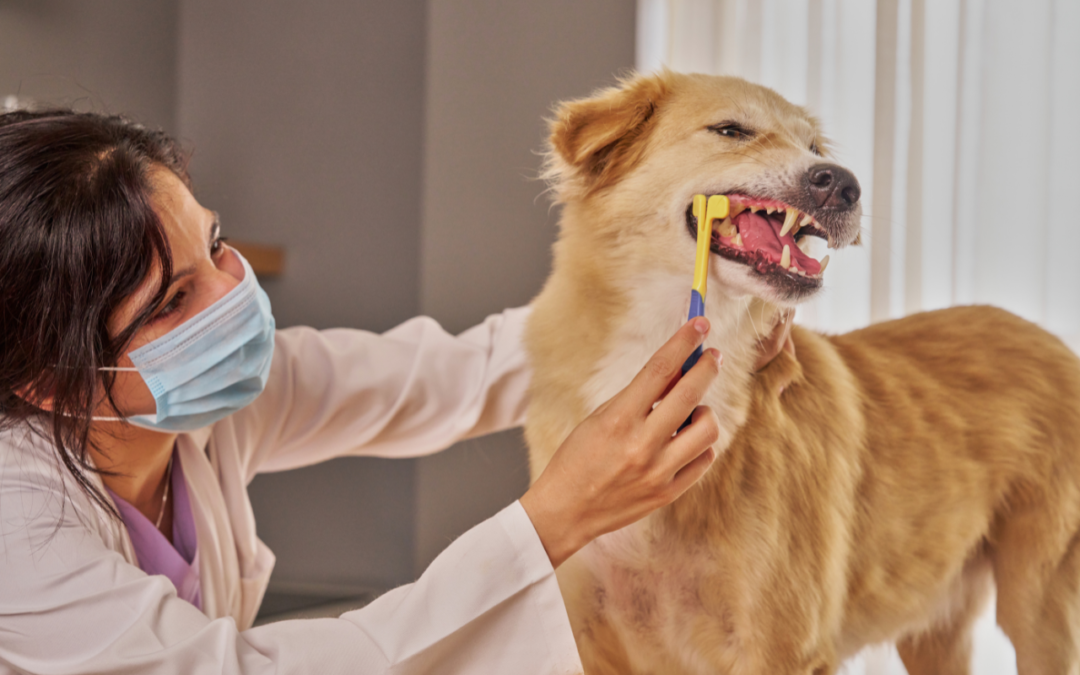 Vet Hospital Organizational Structure – How to Create & Template